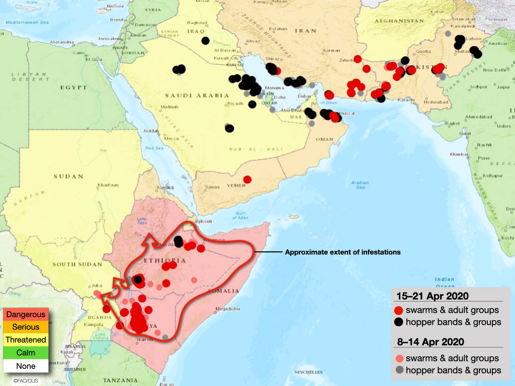 21 avril. Les essaims continuent à effectuer leur maturation en Afrique de l’est