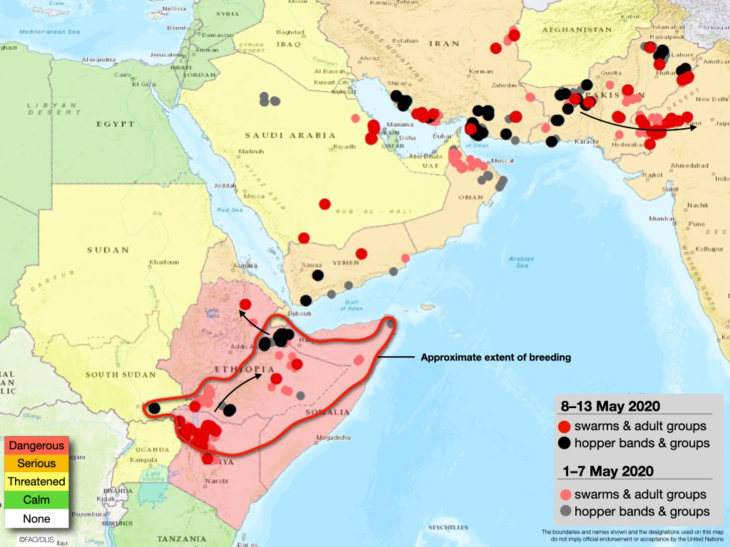 13 mai. Arrivée de plusieurs essaims en Inde en provenance des zones de reproduction printanière