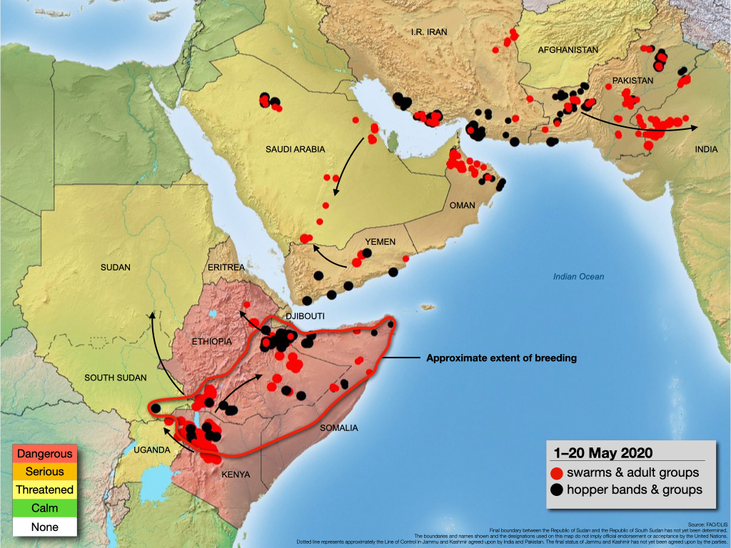 21 mai. La recrudescence du Criquet pèlerin demeure critique en Afrique de l’Est, au Yémen et en Asie du Sud-Ouest