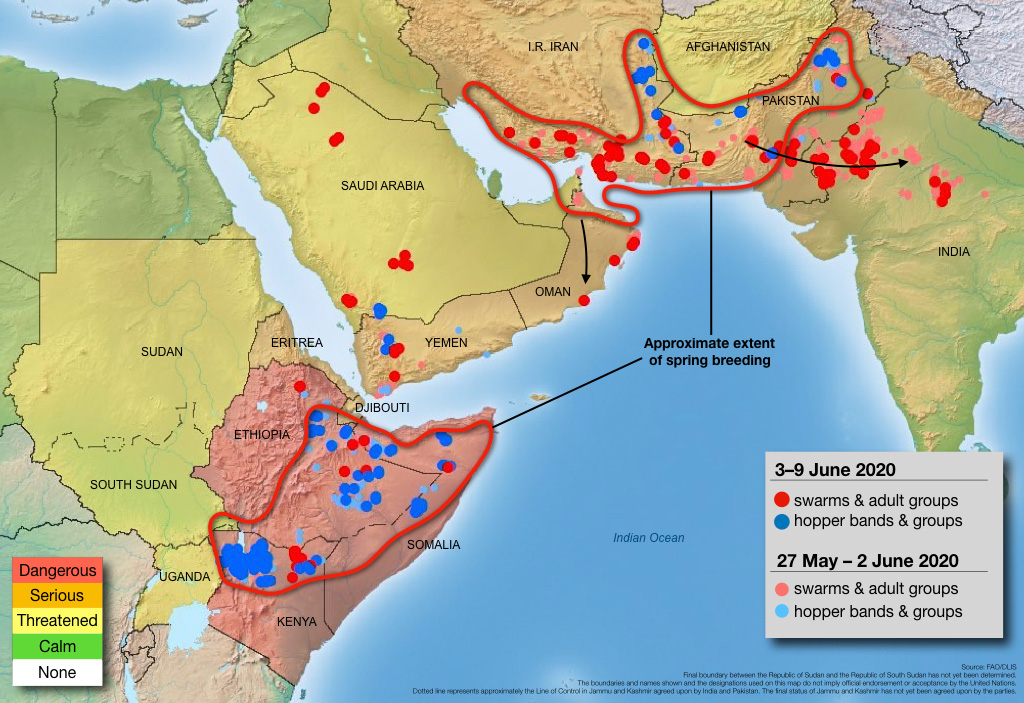 10 juin. Formation imminente de nouveaux essaims en Afrique de l’Est