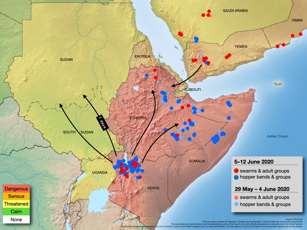 13 juin. Formation imminente de nouveaux essaims en Afrique de l’Est