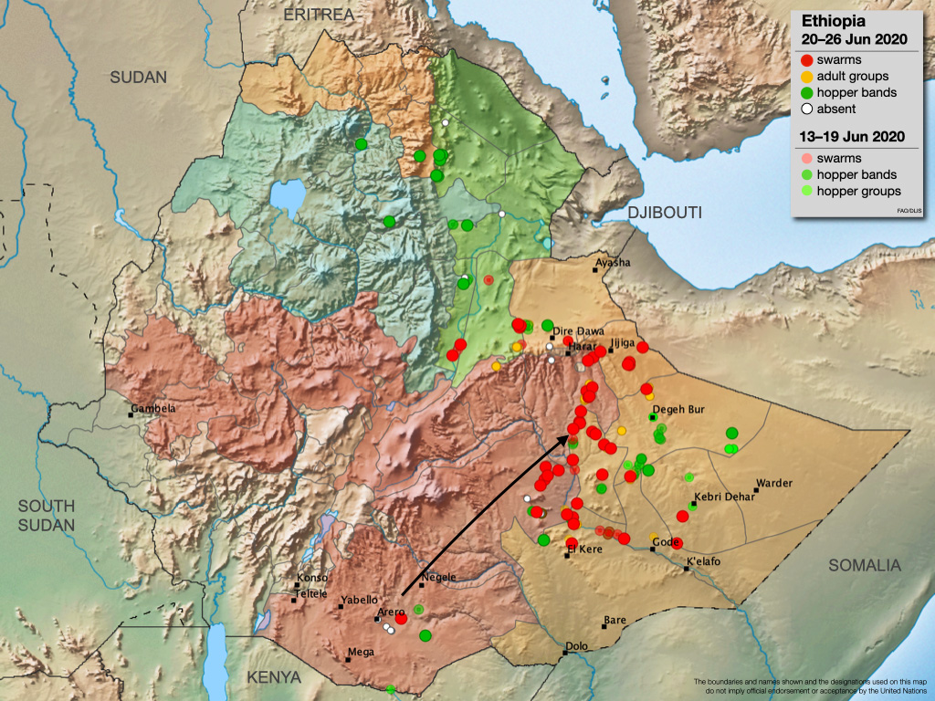 27 juin. Formation et apparition de davantage d’essaims en Ethiopie