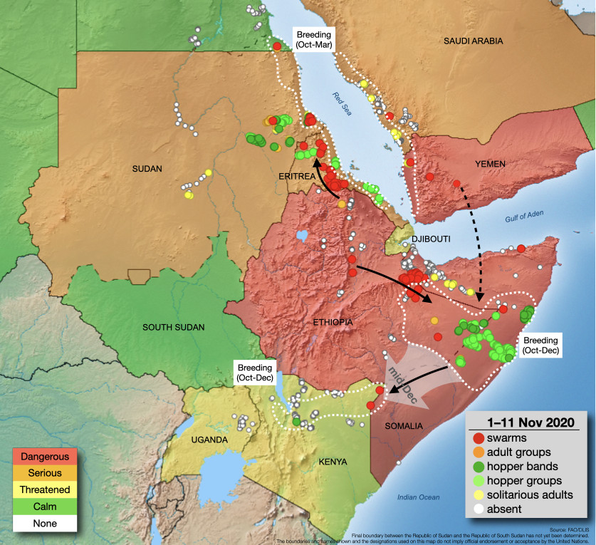 12 novembre. Arrivée de quelques essaims supplémentaires dans le nord-est du Kenya