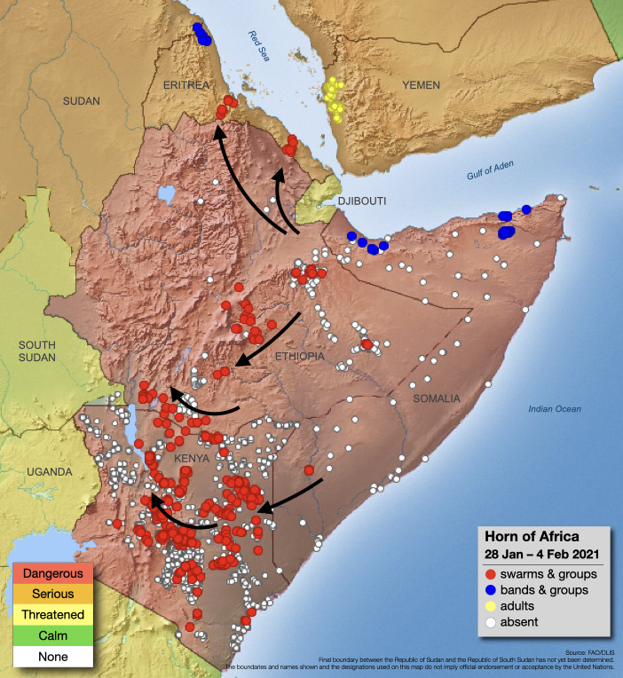 4 février. L’invasion d’essaims décline au Kenya