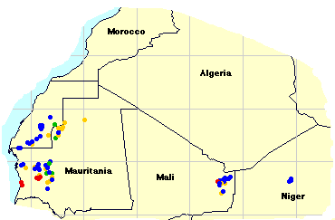 17 December. Swarms form in Mauritania and bands in Saudi Arabia