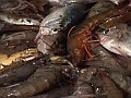 managing bycatch