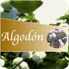 Peru_Algodon