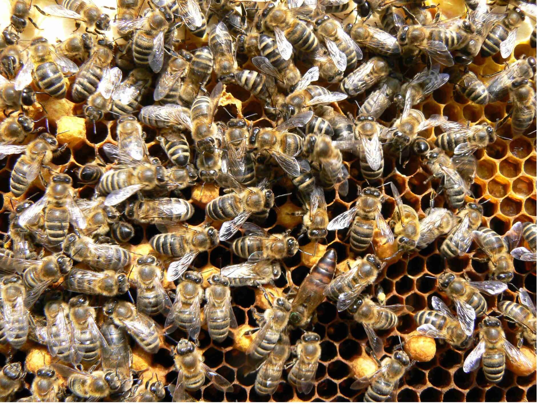 What’s the buzz about bees?