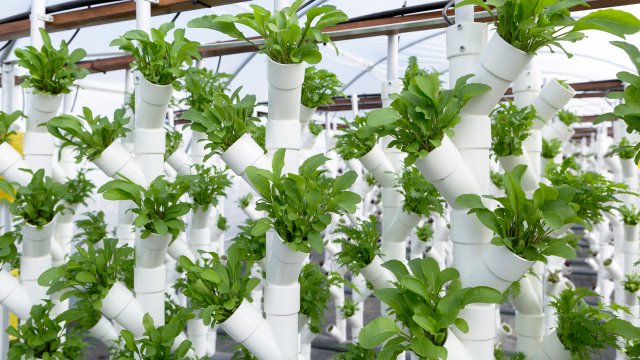 Five ways science, technology and innovation are helping to transform the world's agrifood systems | FAO Stories | Food and Agriculture Organization of the United Nations - Vimarsana News