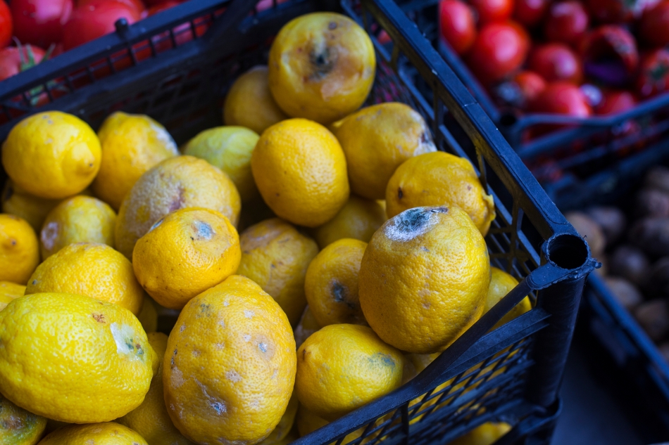 A dark blue plastic crate full of old mouldy lemons.