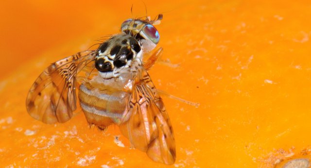 A nuclear technique averts a fruit fly emergency in Mexico - Vimarsana News