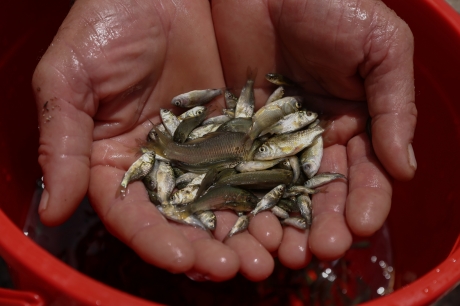 Carp fishing gets a fresh start in Albania, FAO Stories