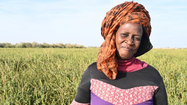 Bringing water lilies back into nature and back to Senegalese kitchens - Vimarsana News