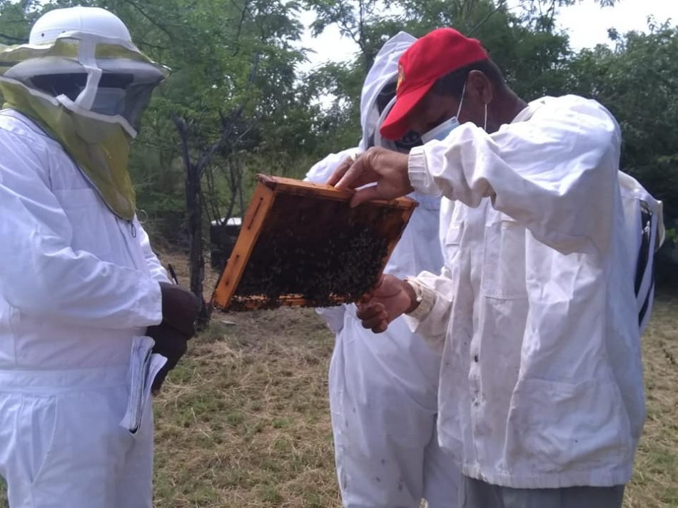 “Busy” bee-ing a Food Hero in Dominica | FAO Stories | Food and ...