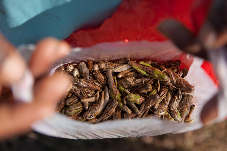 La comestibilité des insectes: une idée qui fait son chemin
