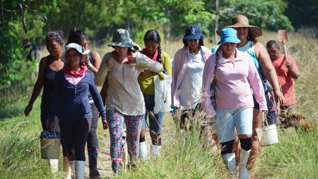 The mangrove forest that feeds a Costa Rican community - Vimarsana News