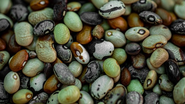 The plants that feed the world - Vimarsana News