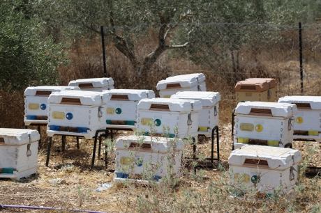 Residuos contaminantes en la cera de abejas - Ecocolmena
