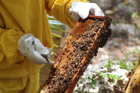 Bonbon蜂蜜 名满海地 粮农组织新闻故事 联合国粮食及农业组织