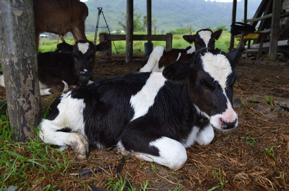 Five reasons why a sustainable and circular global bioeconomy just