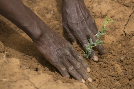 Tierras secas: mucho más de lo que su nombre sugiere, Historias de la FAO