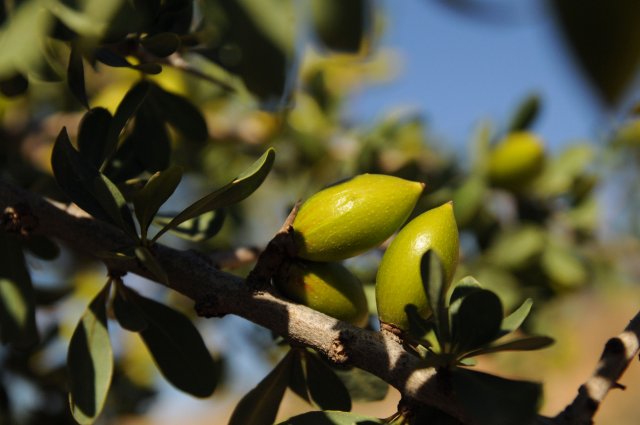 The Moroccan landscape, traditions and communities behind argan and its oil - Vimarsana News