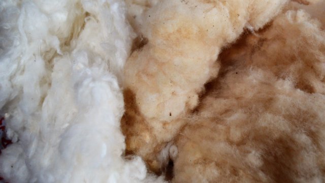 Reintroducing cotton in Ecuador - Vimarsana News