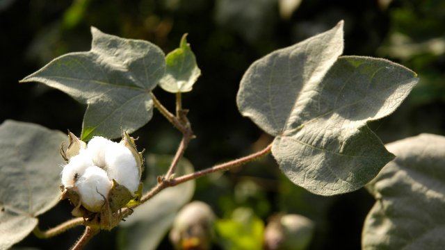Reviving Azerbaijan's cotton industry with nuclear techniques and climate-smart agriculture  | FAO Stories | Food and Agriculture Organization of the United Nations - Vimarsana News