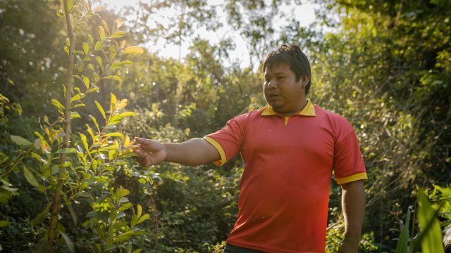 Sacred plant helps forge a climate-friendly future in Paraguay - Vimarsana News