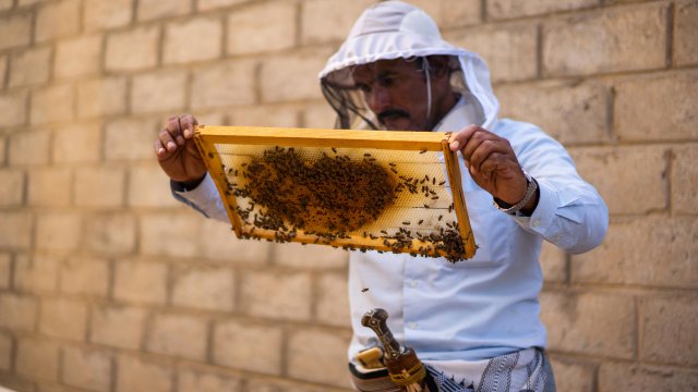Yemeni Honey: a transcendent legacy - Vimarsana News