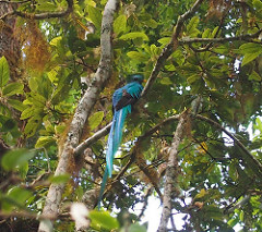 A quetzal sits in a tree.