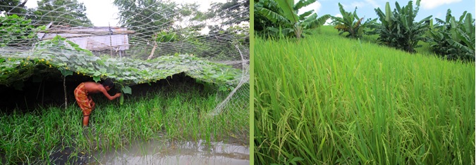 Bangladesh Farm