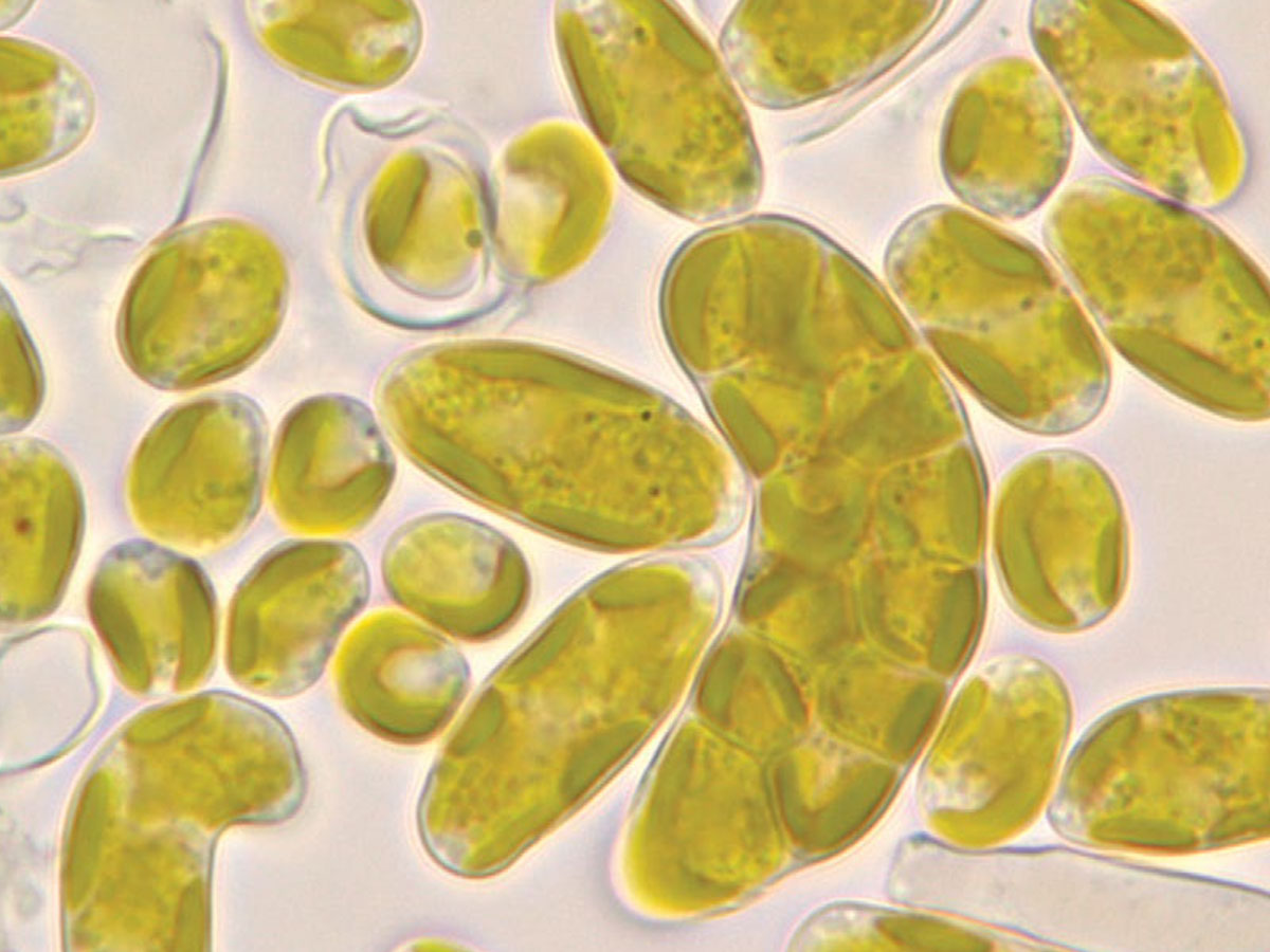 The State of Knowledge of Soil Biodiversity
