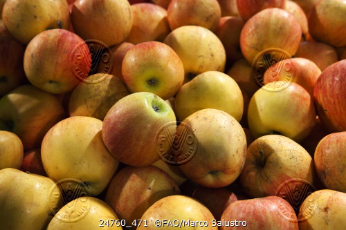 Argentina retoma la exportación de manzanas a la India | Agronoticias