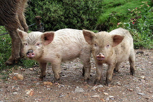 Pigs in Cachicadan, Peru