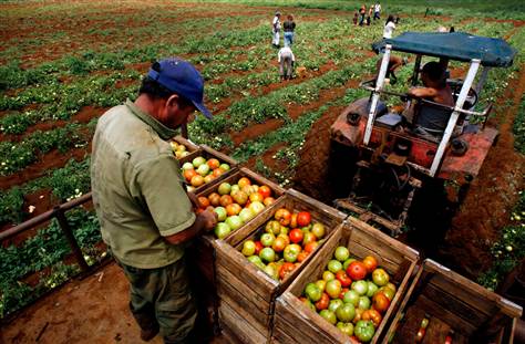 La importancia de las cooperativas agrícolas en Cuba | Agronoticias:  Actualidad agropecuaria de América Latina y el Caribe | Organización de las  Naciones Unidas para la Alimentación y la Agricultura