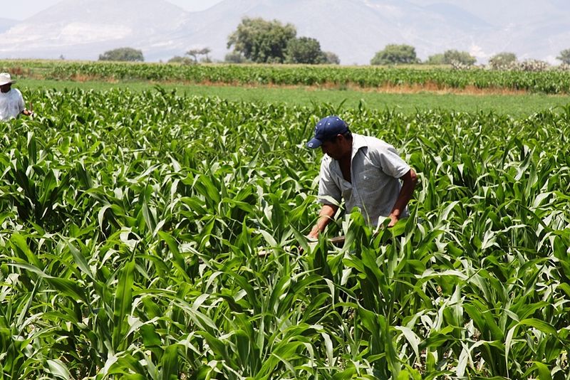 Argentina reduces up to 65 of its greenhouse gases Agronoticias