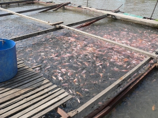 Tilapia farming in floating cages in Vietnam