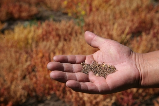 Quinoa en Peru