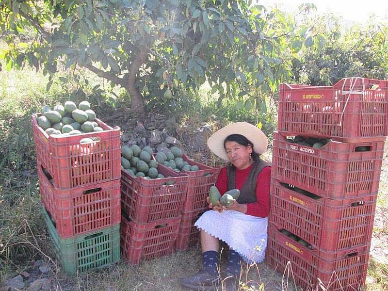 Avocado harvest in Peru