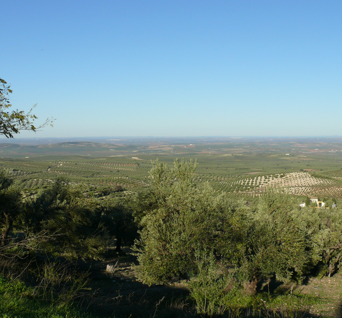 Imagen de la comarca olivarera Estepa-Sierra Sur 