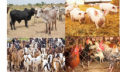 FAO engages livestock stakeholders to secure long-term livestock sector sustainability
