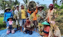 Healthy Rice from the Border | FAO in Indonesia | Organización de las  Naciones Unidas para la Alimentación y la Agricultura