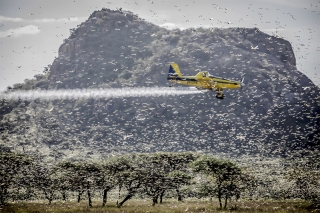 UK backs FAO’s campaign in fight against Desert Locusts to prevent worsening food crisis in East Africa and Yemen