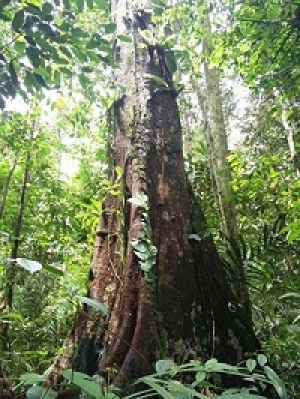 Sarawak forestry