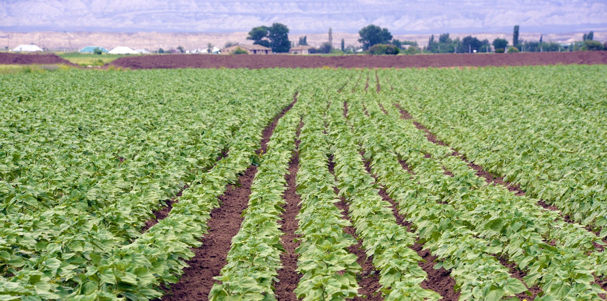 Development of organic agriculture and institutional capacity building