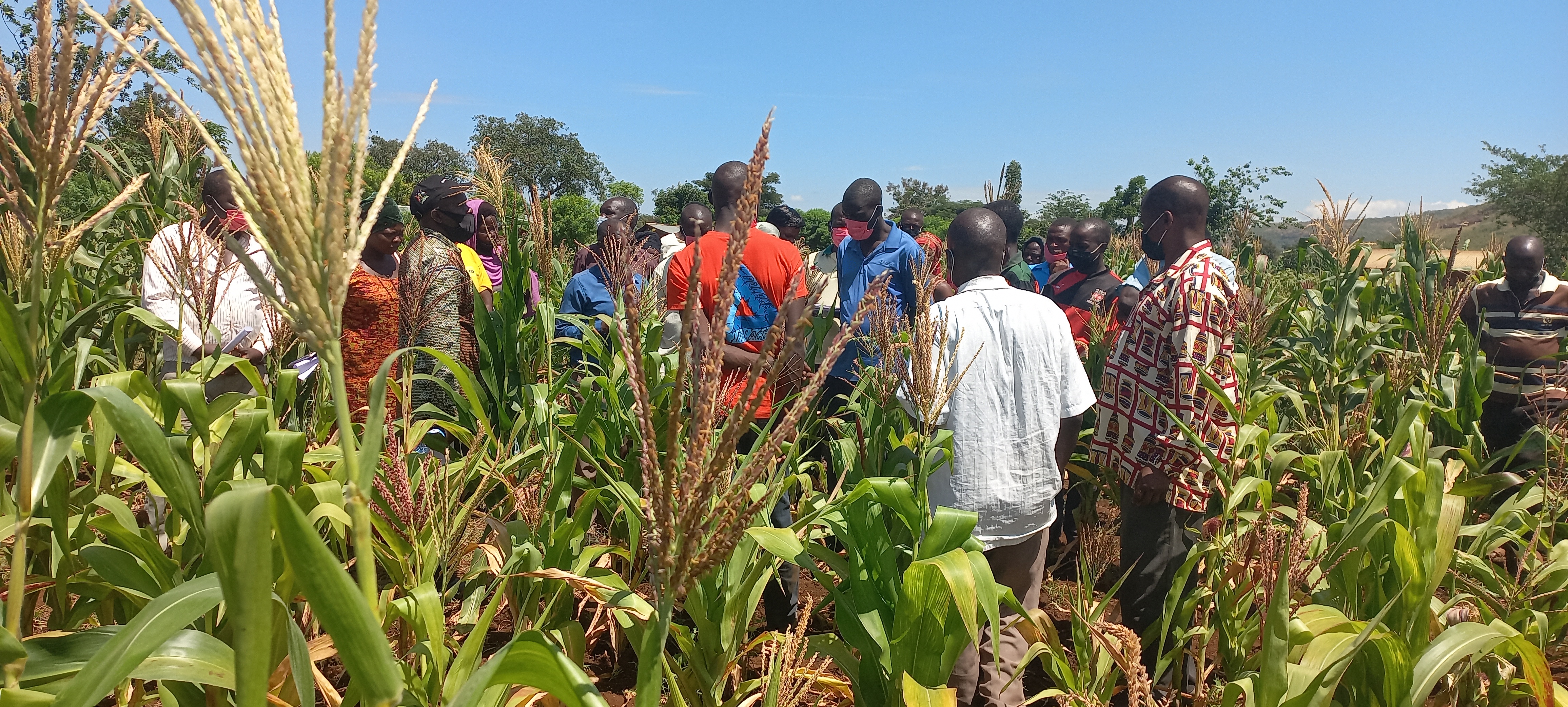 Harvesting at a fertilizer demonstration site in Kumi District