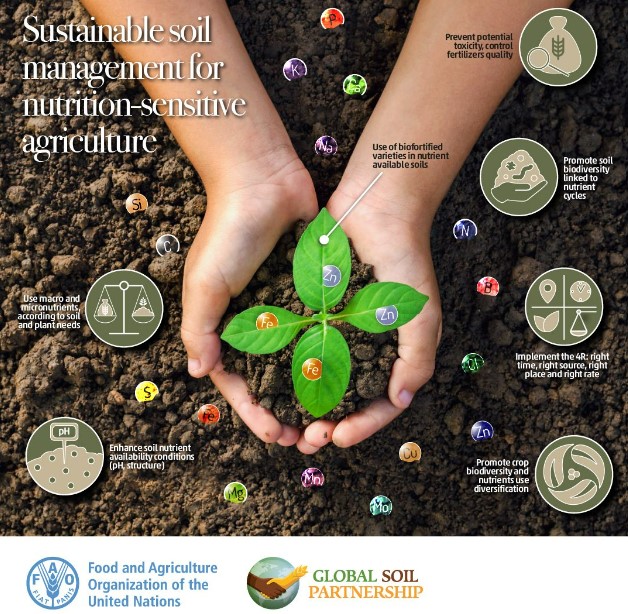 Soils and the SDGs
