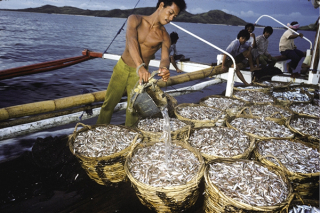 Rehabilitating the Philippine fisheries sector through sustainable fishing  practices | Sustainable Food and Agriculture | Food and Agriculture  Organization of the United Nations