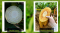 Cómo identificar plantas con síntomas de Fusarium Raza 4 Tropical